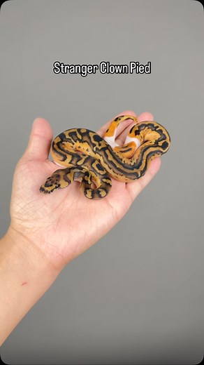 #inhouse#pythons #scales #ballpythonofinstagram #ballpython #reptiles #snakeofinstagram #Hetflix #ballpythonbreeder #thailand | Sexy Ball Python