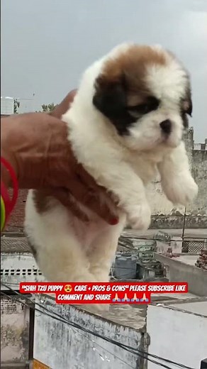 Shih Tzu Puppy Care Guide 🐶 | Cute, Calm & Perfect Family Dog #shorts #ashishsaxena