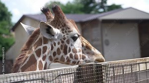 Giraffe licks lips as it turns its spotted head with horns away from wire fence enclosure