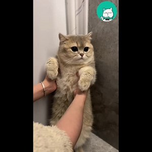 2.8K views · 525 reactions | Ú ụ thế này ôm thích luônn Cre : douyin | Méo | Facebook