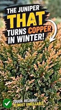Compact Andorra Juniper – The “Plant It & Walk Away” Ground Cover