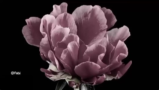 nunca me dejes de amarr🥹❤️‍🩹🩶#cuandodosalmassequieren #loscaminantes @de todo un poco #amor #parati #fyppppppppppppppppppppppp