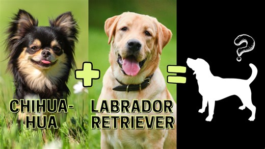 These Chihuahua mixes are as cool as they are adorable   Like this? We post more weekly at  Animal Insider #ChihuahuaMix #CuteBreeds #SmallDogs #LovelyAnimalsWorld | Lovely Animals World | Facebook