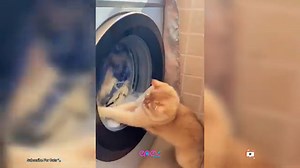 New Funny Cat And Dog Videos 35 ?Cutest Kitten Memes Compilation?