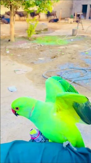 Teaching My Parrot Controlled Takeoffs#nonstoptalkingparrot #talkingparrot #birds