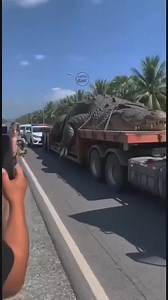 KRYS adalah salah satu kasus paling kontroversial dalam sejarah buaya muara Australia. Dibunuh pada 1955 dan hanya tersisa kulit, ukurannya memicu perdebatan hingga hari ini. Video ini membahas fakta, keterbatasan data, dan sudut pandang ilmiah modern tentang klaim buaya raksasa tersebut.‎#KrysCrocodile ‎#BuayaRaksasa ‎#DokumenterAlam ‎#SaltwaterCrocodile ‎#MisteriAustralia | Zivara Rina