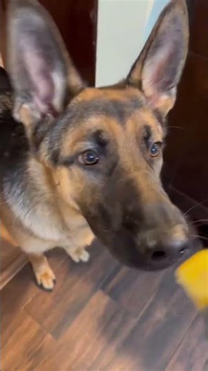 1. Easy Home Gardening Hacks 🌱 | Grow Vegetables at Home