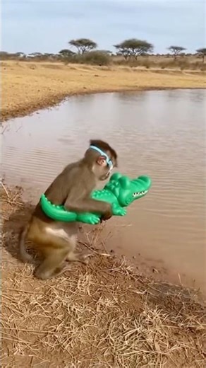 Monkey Pranks Lion with Fake Crocodile 😱🐒🐊 #FunnyAnimals #WildlifeShorts #AnimalPrank #ViralShorts