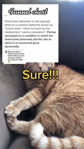 Understanding Funnel Chest in Cats: An Explanation