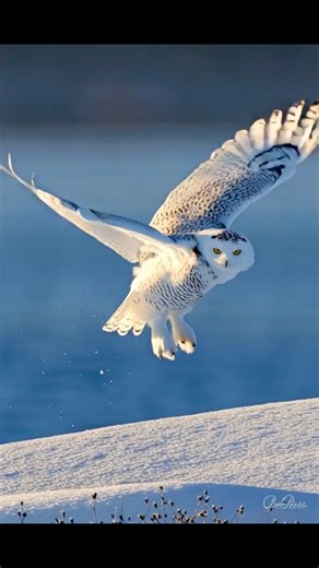 Snowy Owls stay strong in extreme conditions because their entire body—legs included—is insulated with dense feathers, a design that reflects stability, protection, and a resilient foundation built for long-term strength. | Go Wise Owl