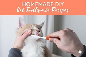 How to Make Homemade Toothpaste for Cats - DIY Enzymatic Cat Toothpaste