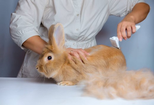 Why Is My Rabbit Shedding So Much? Why It Happens and Grooming Tips
