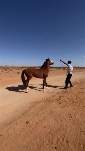 Fardo Awliyo: A Cultural Insight into Garowe