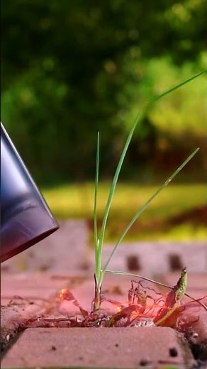 Effortless Weed Control with Our Weed Burner Torch 🌿🔥#WeedBurnerTorch #GardenTools #EcoFriendly