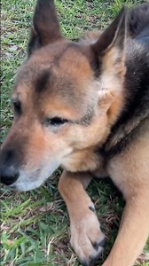 Dog Diaries day 1 🐕