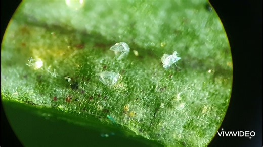 Are Spider Mites Harmful to Humans or Just Plants?