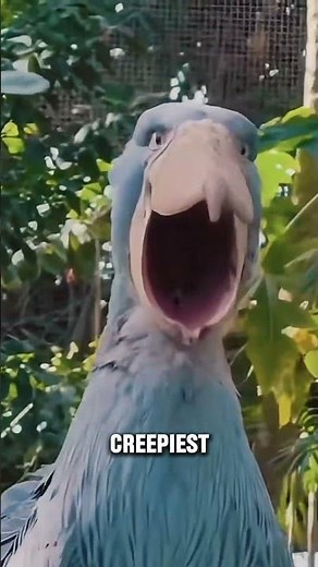 The Shoebill Stork: The Bird That Sounds Like a Machine Gun