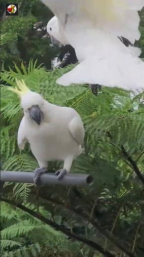 Cockatoo Bird Sounds