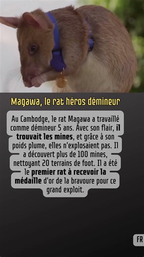 Magawa, le rat héros démineur #Heros #Cambodge #Courage