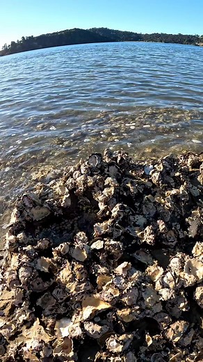 Stumbled upon clusters of oysters in Auckland clinging to the rocks—nature's treasure trove! 🦪 As tempting as they looked, we didn’t touch them. In New Zealand, wild rock oysters can sometimes be unsafe. Sometimes it's best to admire, snap a pic, and leave them be. Better safe than sorry! 📸💧 | ARCC Daily
