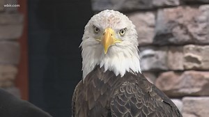 Challenger the Eagle retiring from free-flight performances after 25 years of helping bald eagles