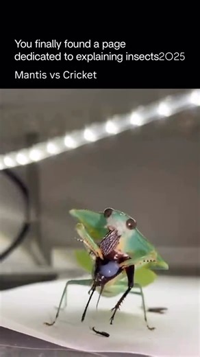 Explaining Insects on Instagram: "Mantis can eat as fast as their prey allows them to tear and consume it, often finishing an insect in just a few minutes when hungry. Their sharp mandibles work quickly, letting them bite, chew, and swallow pieces at a rapid pace. In ideal conditions, a mantis can completely consume a smaller insect in under 5 minutes, moving steadily and efficiently until nothing remains. Follow @explaininginsects2025 for daily insects facts"