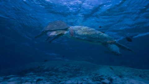 Sea turtle swimming in clear blue ocean