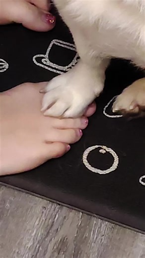 his life flashed before his eyes. #dog #viral #sorry