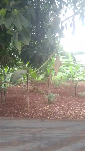 plot for sale location abaita nkumba Entebbe road good office rentals apartment an plot size 50 by 100 price:60 million ugx call 0775752739