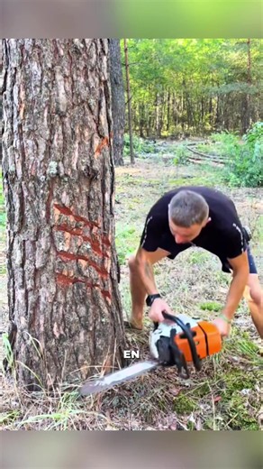 Pourquoi on utilise pas cette technique de découpe en France ?#bucheron #arbre #travail #astuce #foret