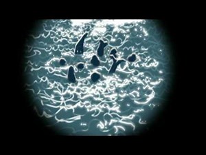 Modest Mouse - King Rat (2009) | IMVDb