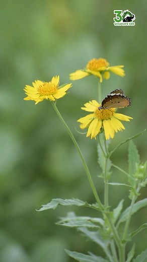 7.9K views · 434 reactions | This little butterfly seems to have decided that the Elephant Conservation and Care Center is the perfect place to be, drifting through the morning as if it owns the sunshine. If you’d like to visit, just drop us a note at visit@wildlifesos.org. | Wildlife SOS | Facebook