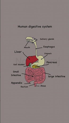 Labelled Diagram of Human Digestive System | High School Biology 💡