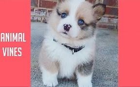 【油管搬运】萌宠带给你的治愈时间