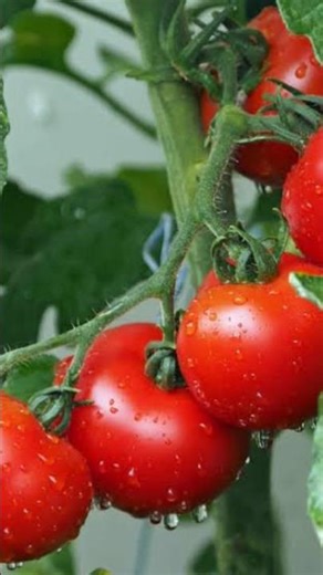 Tomato Farming: From Seed to Harvest 🍅 #shorts #farming #viral #trending