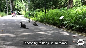 69K views · 5.4K reactions | The only Unesco heritage site in the world where you get guided tour from wild otters  Singapore's beautiful Botanic Gardens | Ottercity | Facebook