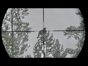 Toppjakt på tiur. Hunting capercaillie with Kristoffer Clausen