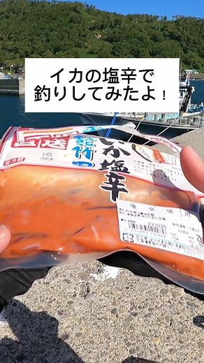 イカ釣り動画：イカの塩辛で釣ってみました！