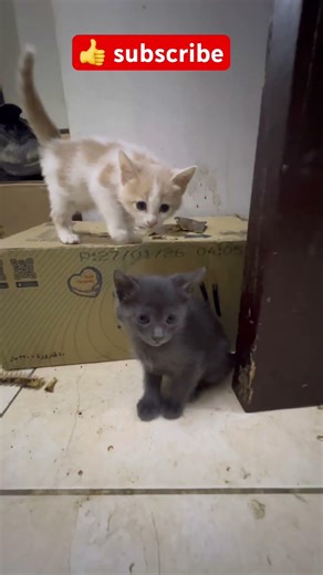 Cute Baby Cat 😻| Most Adorable Kitten Video Ever | Sleeping & Playing Kitten