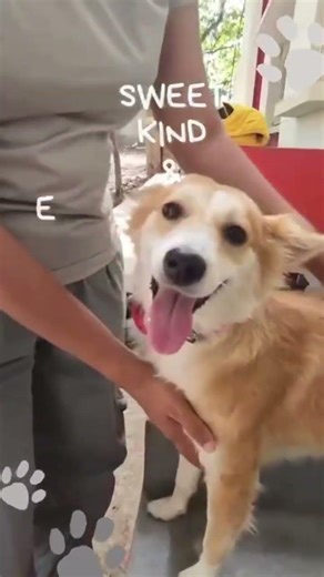 Foxy is looking for a new family.🐕❤️ #freeadoptiondog #dogforadoption #dogfoundation #wefunder