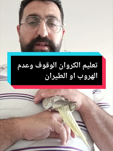 training makes your bird to be calm and doesn't escape while playing with him تمرين الكروان علي الهدوء وعدم الهروب والطيران وسوف يستمتع باللعب والبقاء مع صاحبه #explore #parrotlife #birdwatching #photography #cockatiel #birding #tips #traning #taming@√𝑭𝑳𝑬𝑿𝑬𝑹!! @Elie Estephan @قناه غاوى طبخ ومنوعات @Bird watching @Bird watching
