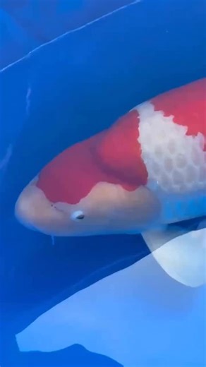 1.9K views · 583 reactions | The 2nd WNC Koi Show 2025 Big...