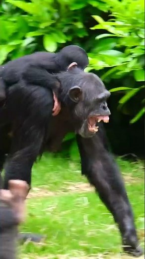 Screaming Chimpanzee With Her Baby Gets Startled!