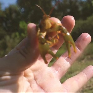 Life-like detail! | Chasebaits Australia