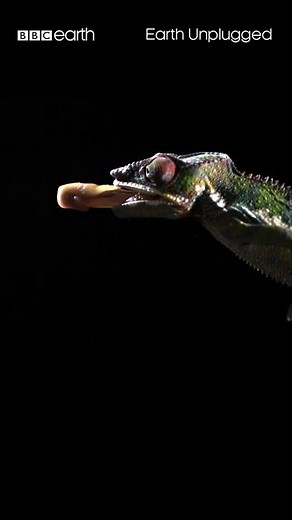 Slow motion chameleon tongue attack! 👅