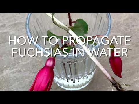 How To Propagate Fuchsias In Water, Easy Fuchsia Cuttings