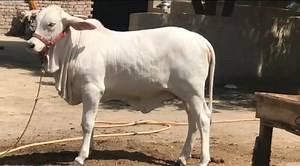 22 reactions |  | Crazy Cattle | Facebook