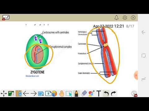 Cell division meiosis 1 (prophase I:leptotene, Zygotene,pachytene ,diplotene and diakinesis)