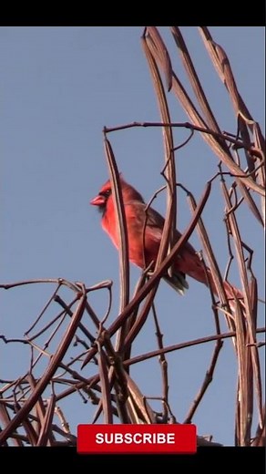Cardinal Bird Mating Call #shorts