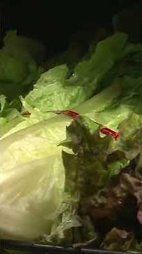 Iceberg lettuce is now safe to eat, FDA says